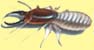 termite control