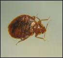 Bed Bugs