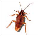 german-cockroach