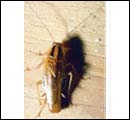 german-cockroach