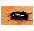 Oriental Cockroach