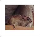 Roof Rat