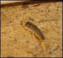 Silverfish
