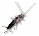 Silverfish