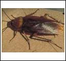 american cockroach