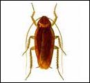 american cockroach