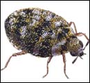carpetBeetle