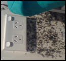 termite classification1