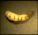 termite classification1