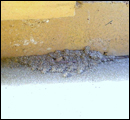 trmite colonies