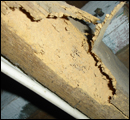 termite classification1