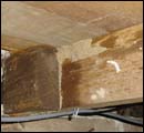 termite classification1