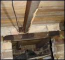 termite classification1