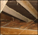 termite classification1