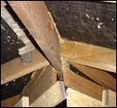 termite classification1