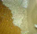 termite classification1