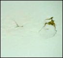 termite classification1