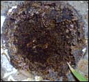 trmite colonies