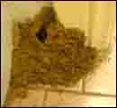 trmite colonies