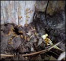 trmite colonies